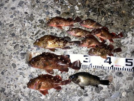 カサゴ入れ食い！