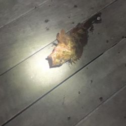 アナゴ釣り（ホテルニューアワジ系列夢泉景別荘　天原）