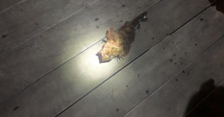 アナゴ釣り（ホテルニューアワジ系列夢泉景別荘　天原）