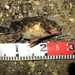 根魚（ガシラ）