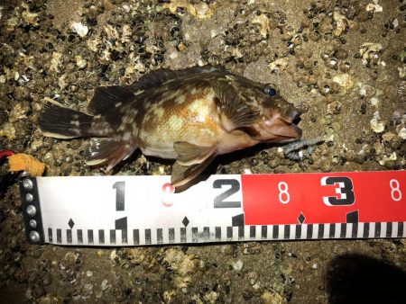 根魚（ガシラ）