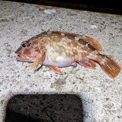 2023アジング？初釣り