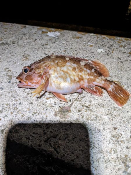 2023アジング？初釣り