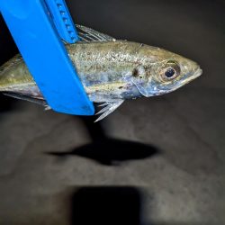 アジ時々ガシラ