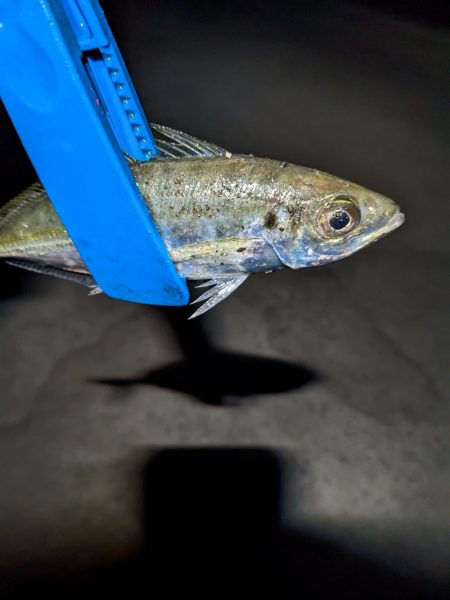 アジ時々ガシラ