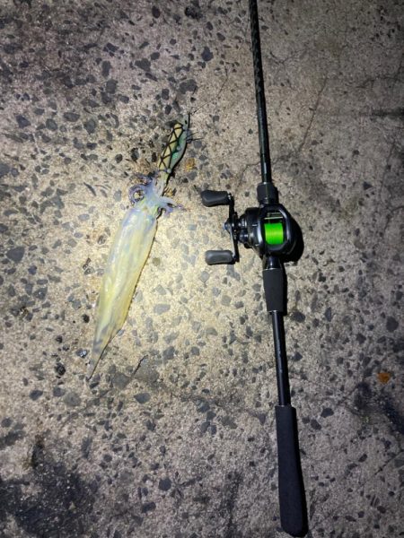 ヤリイカ今シーズン1回目