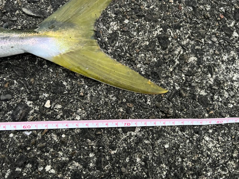 堤防4人全員ヒット〜!(笑)