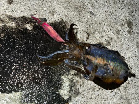 ついにキロアップ！