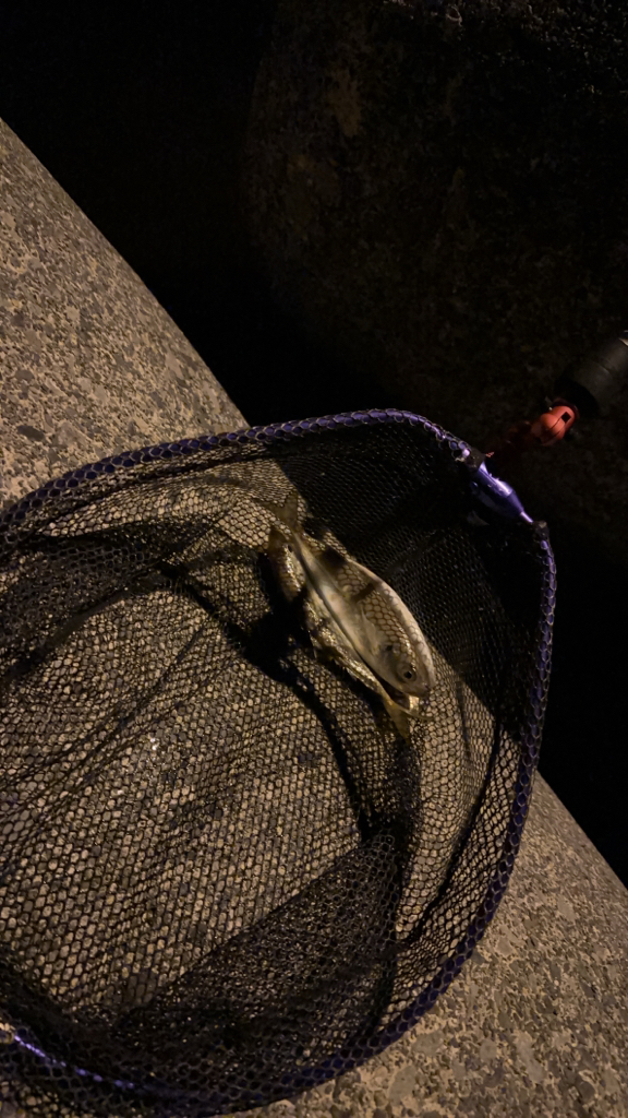 釣れました〜！