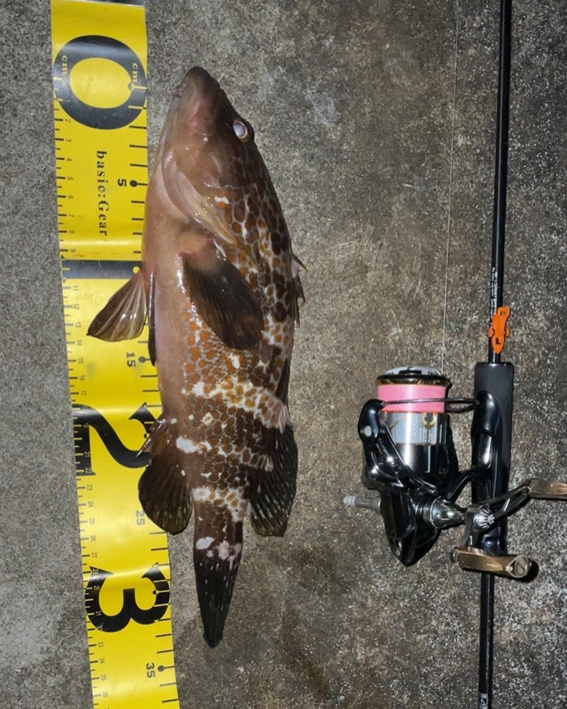 アジングしてると…