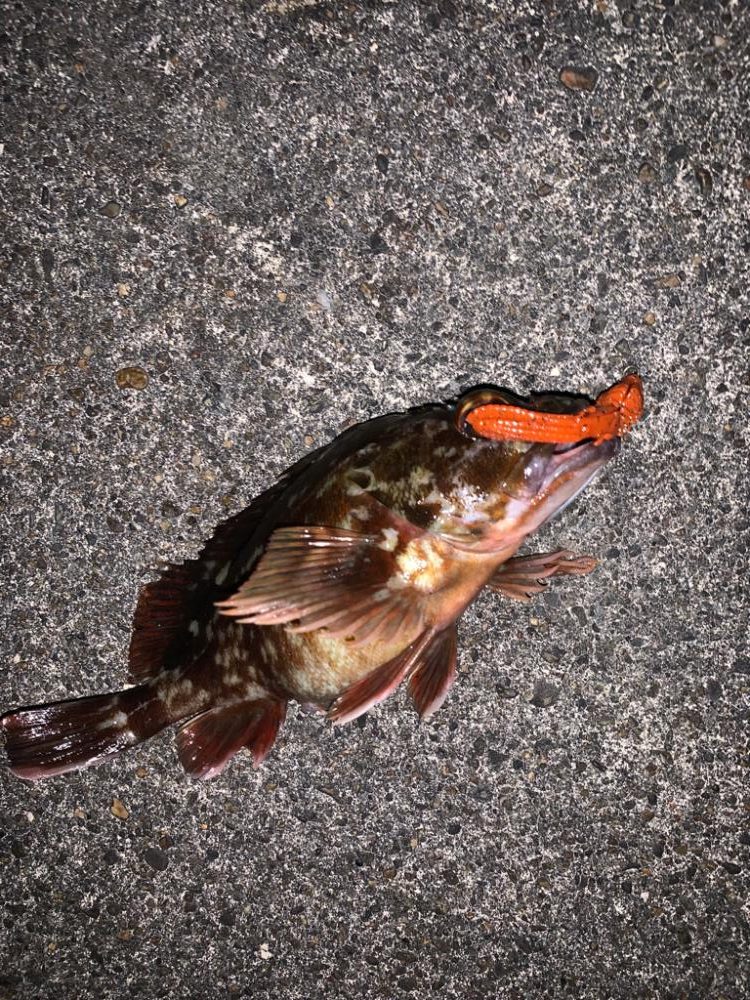 初釣りは、ガシラに癒されに!