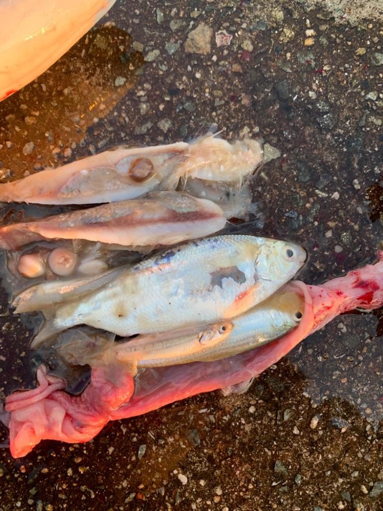 新年初フィッシュ‼︎