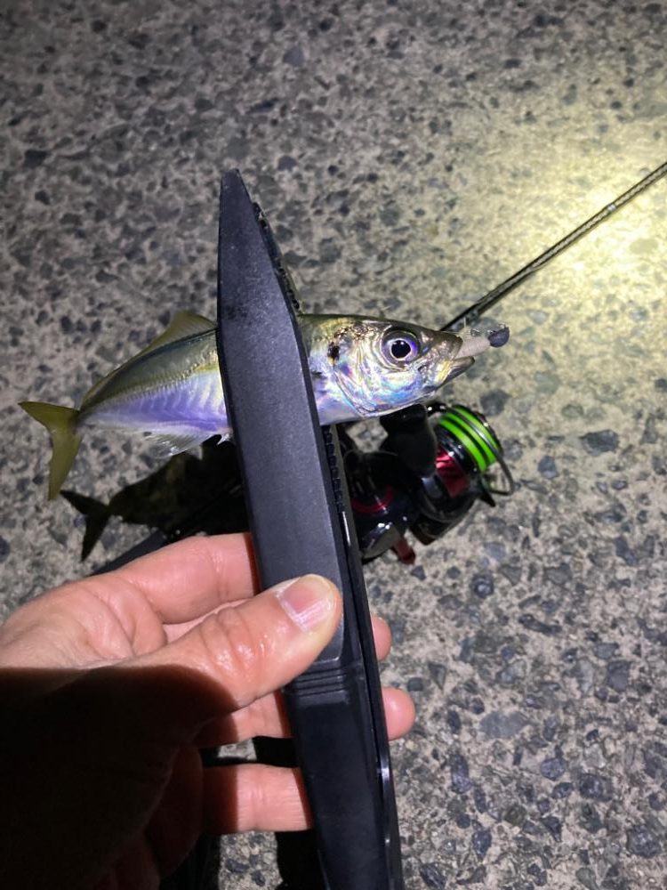 まだ釣れる！アジング