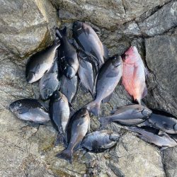 米水津横島3番寒グレ釣り❗&…