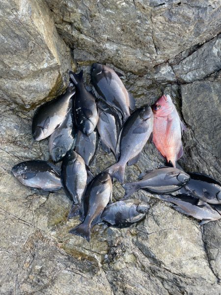 米水津横島3番寒グレ釣り❗&…