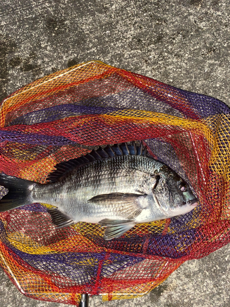 ヘチってきました