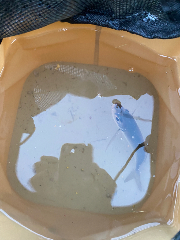 釣り初めご種目達成