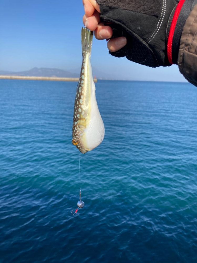 セイゴを求めて