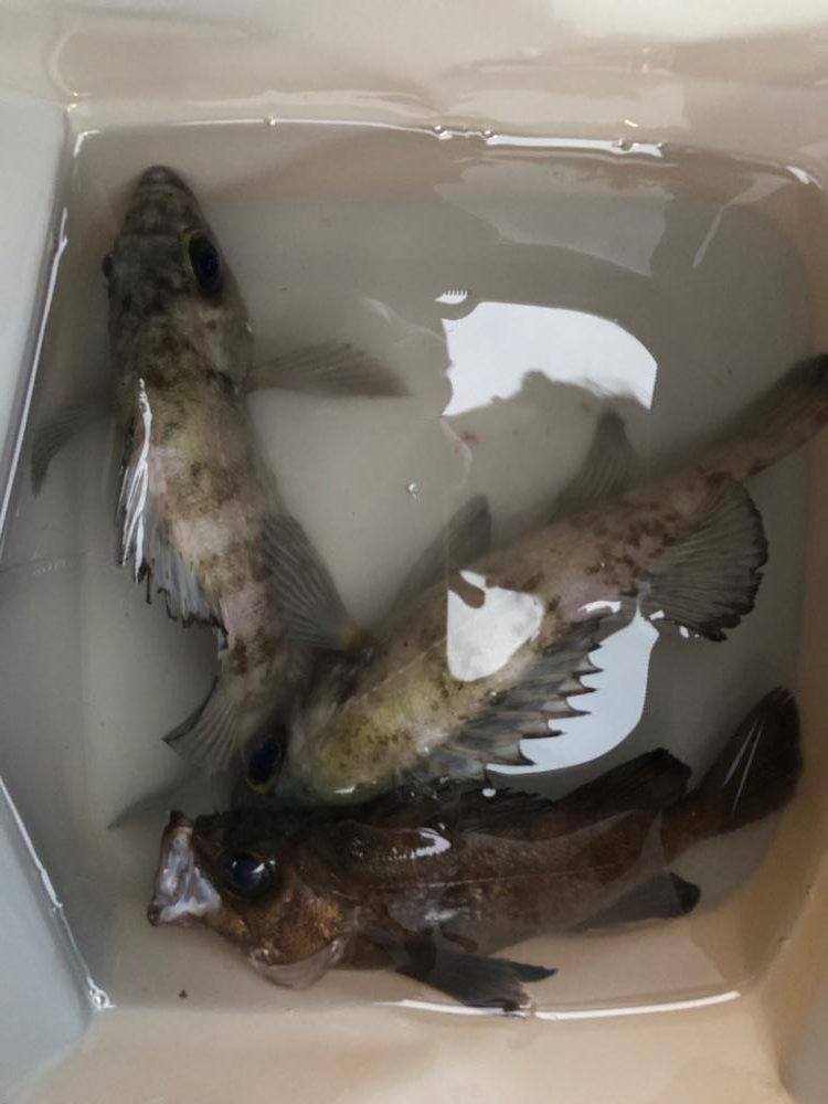 4打数3安打（4バイト3ゲット）