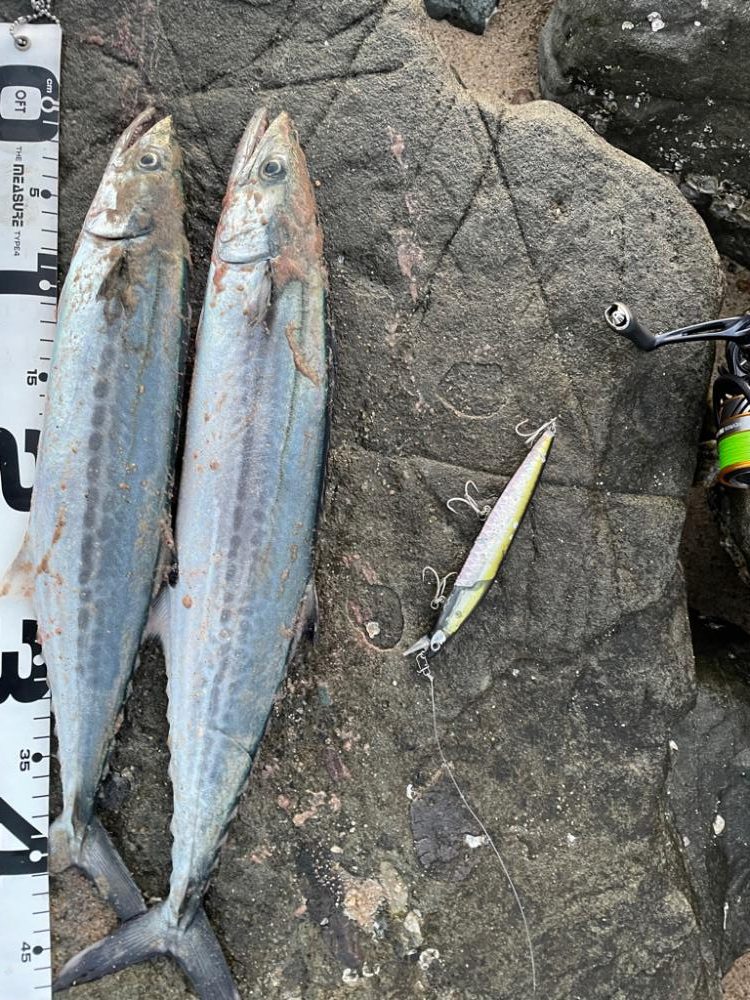 久々のサーフサゴシ