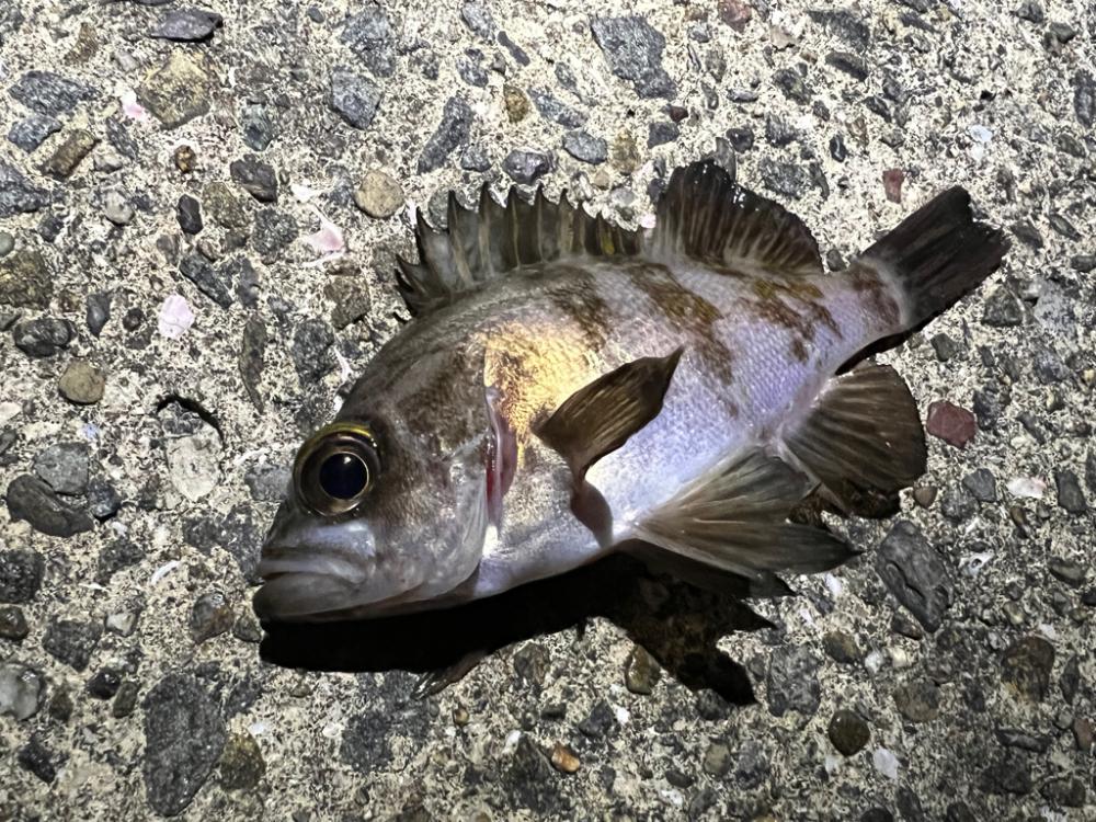 メバルを探して三千里Vel.1