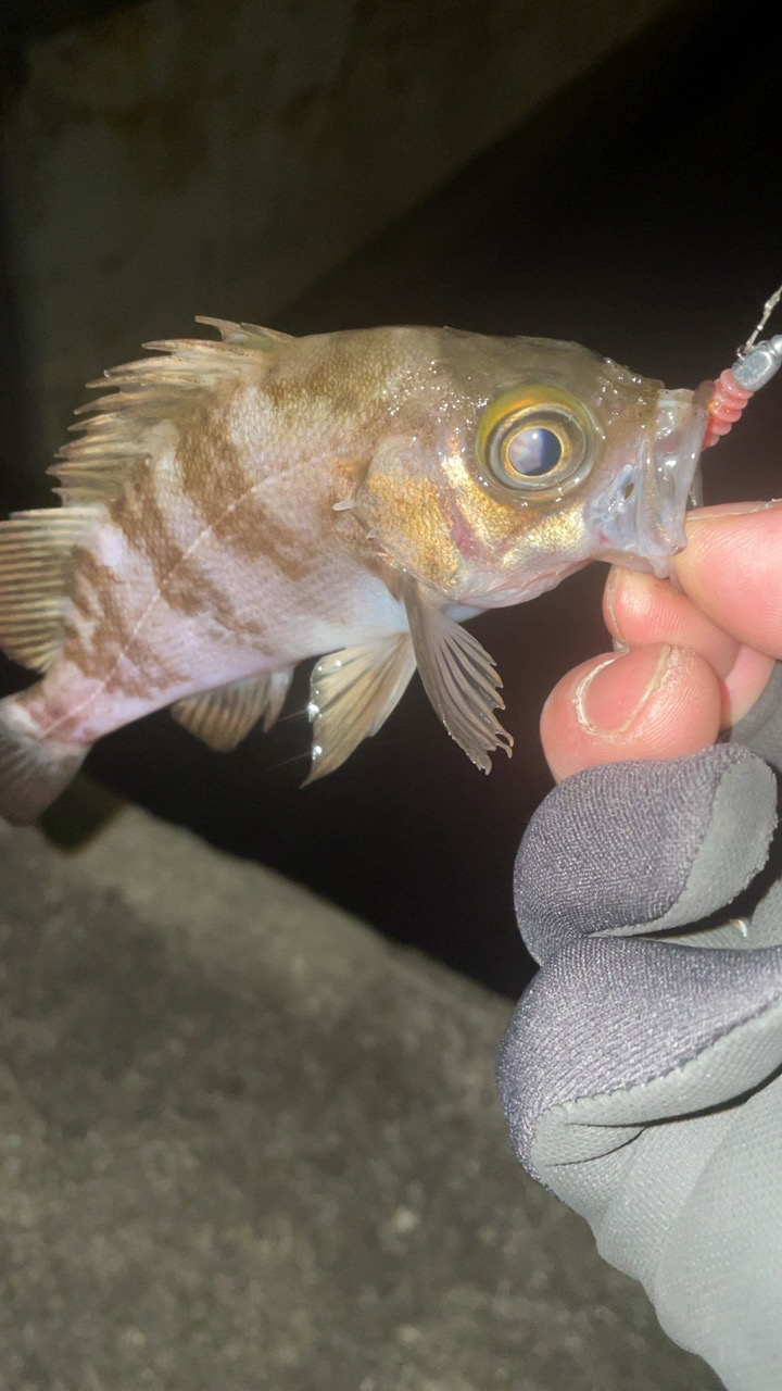 大寒波メバリング