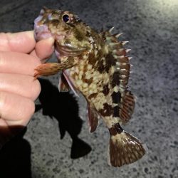 ライトゲーム初釣行