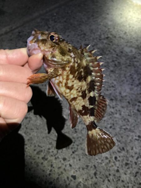 ライトゲーム初釣行