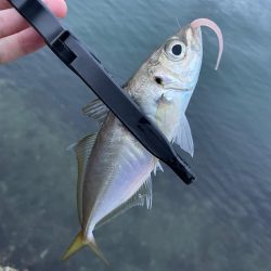 短時間アジング