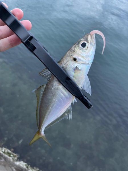 短時間アジング