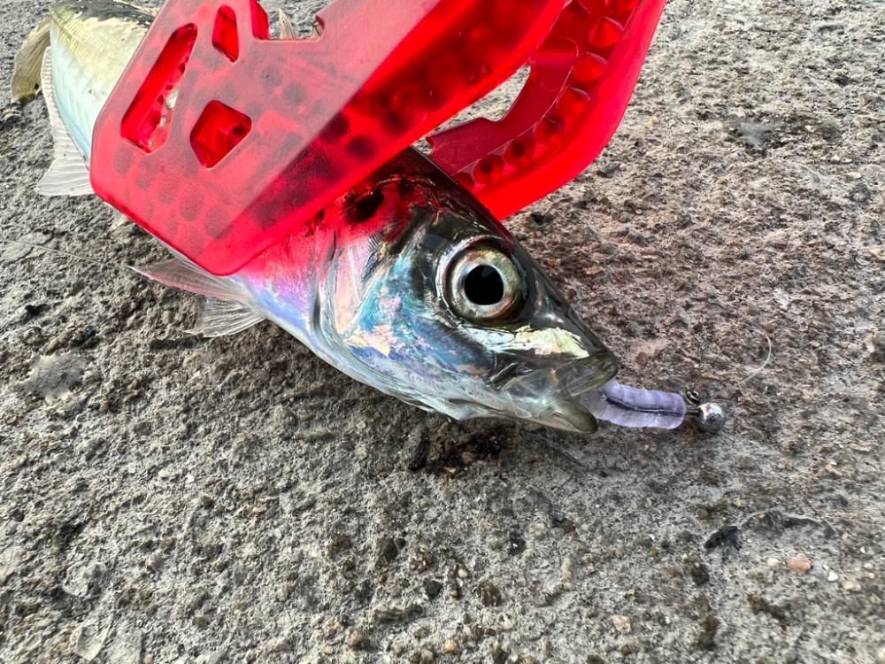 鯵を探して三千里Vel.22