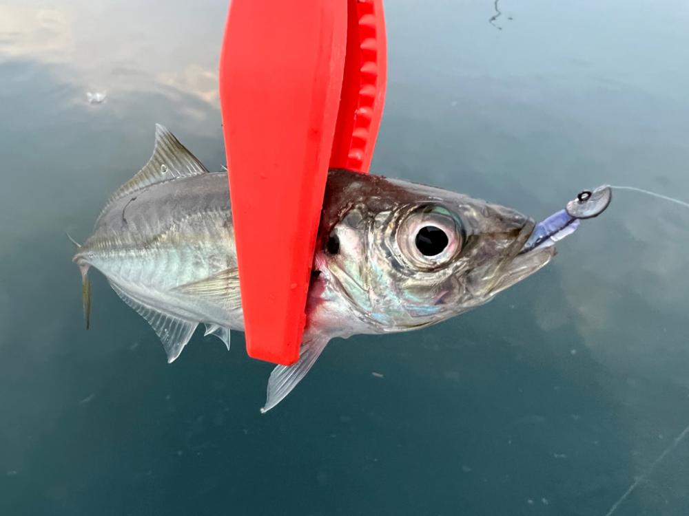 鯵を探して三千里Vel.21