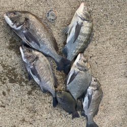 初釣りでチヌ爆釣❗️