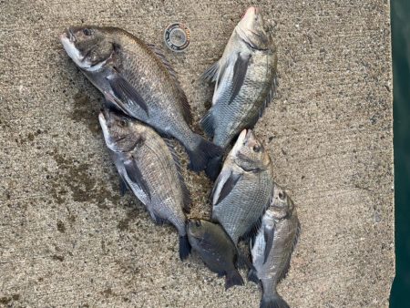 初釣りでチヌ爆釣❗️