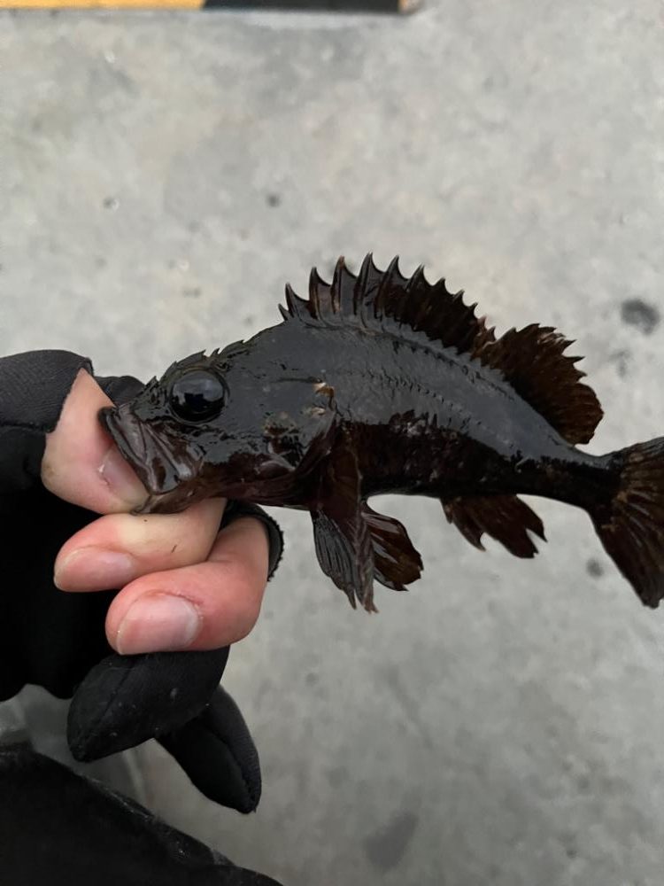 初釣りin四日市