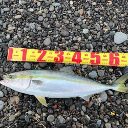 ナブラにはフリフリシャッド