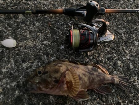 フロートでボトム狙いが吉だったにゃ!