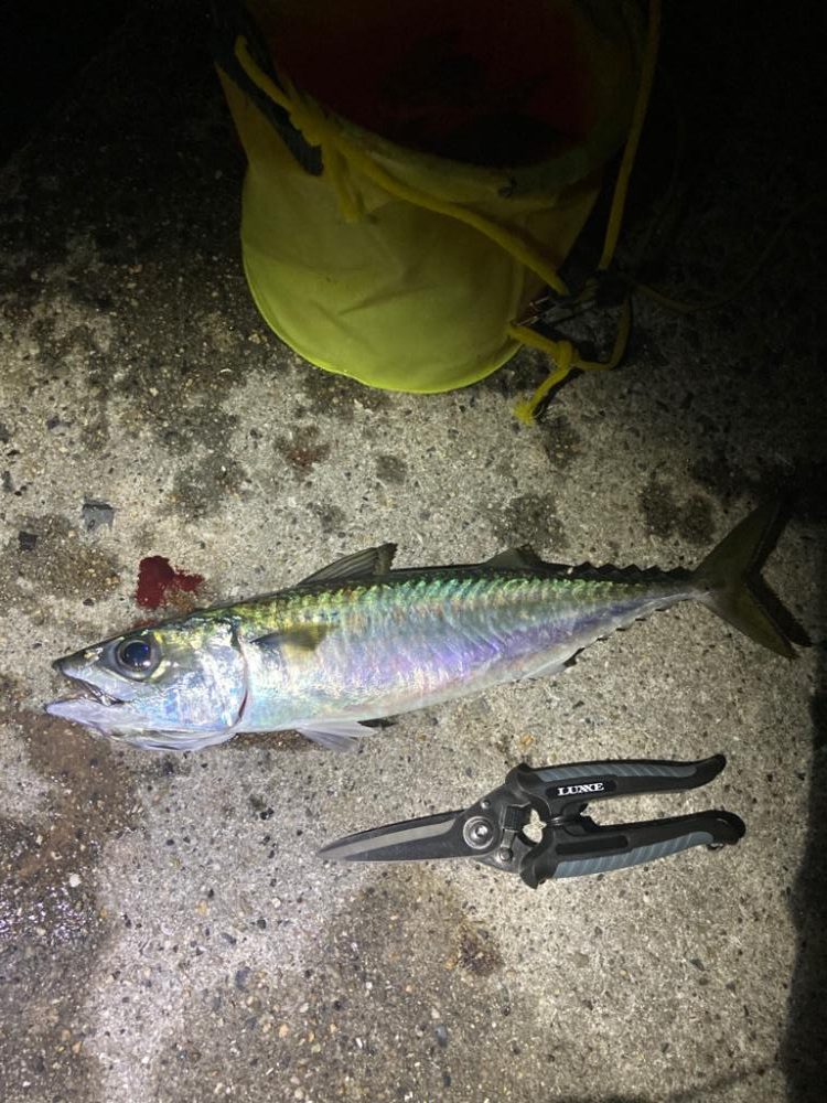 最後にバタバタっと