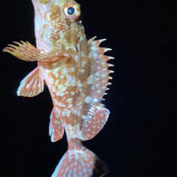 ガシラ釣ったよ