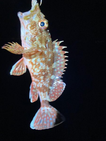 ガシラ釣ったよ