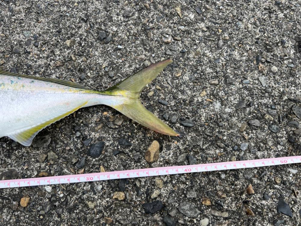 強風の中バレットブル！