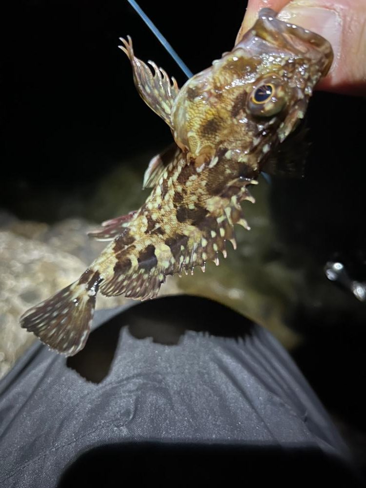 メバ、、、いや、ガシリング。