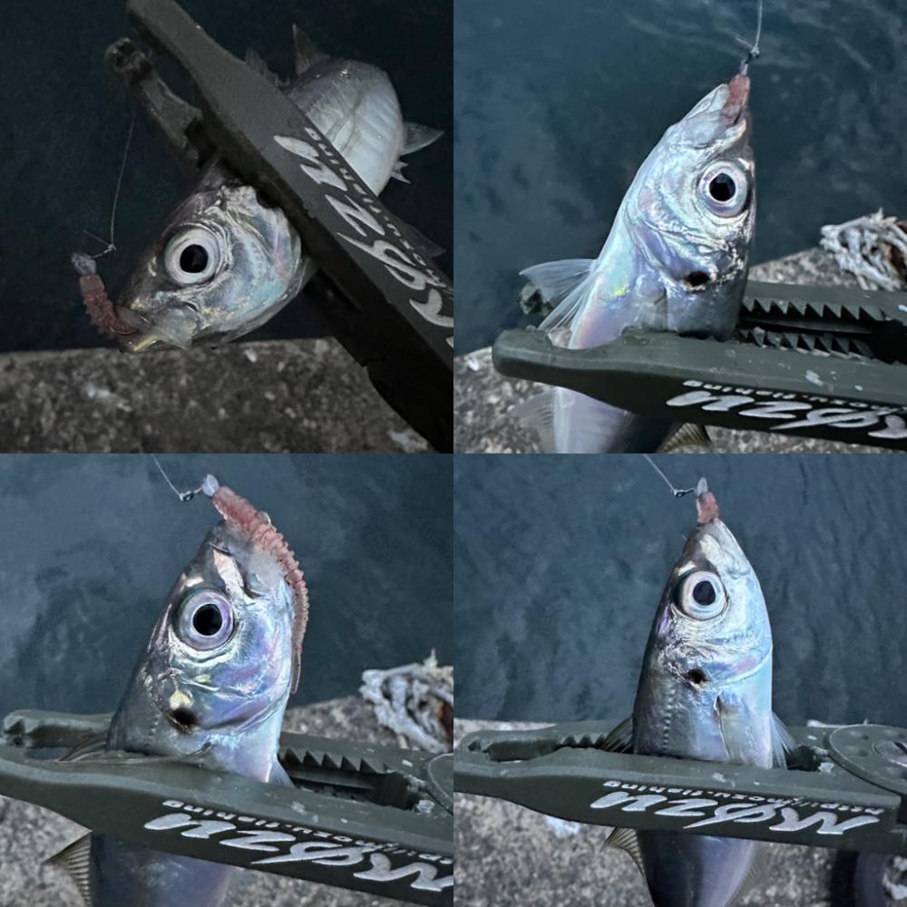 ボトムベッタリの豆アジ