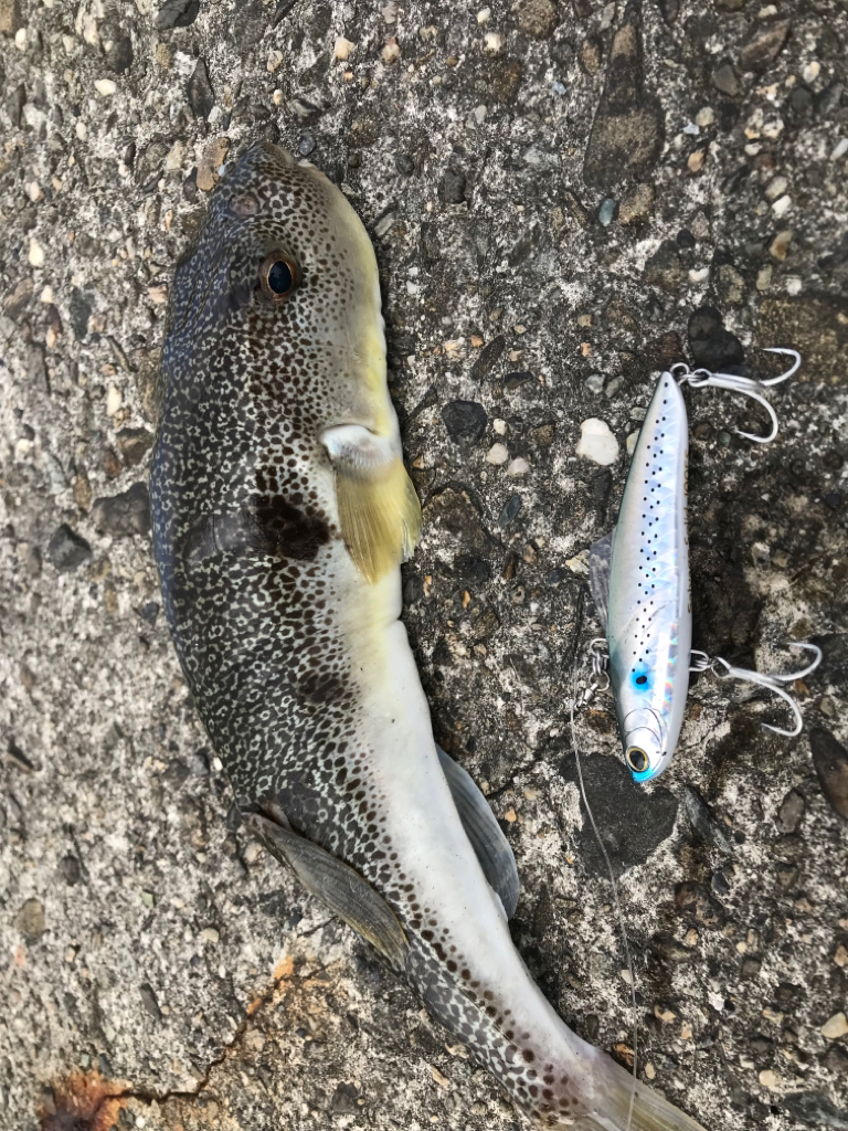 初釣り。福来たる！