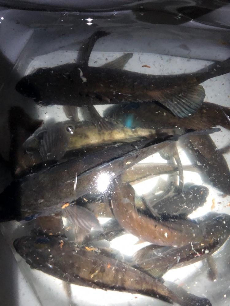 メバルプラッキング