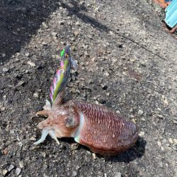 淡路島 エギング