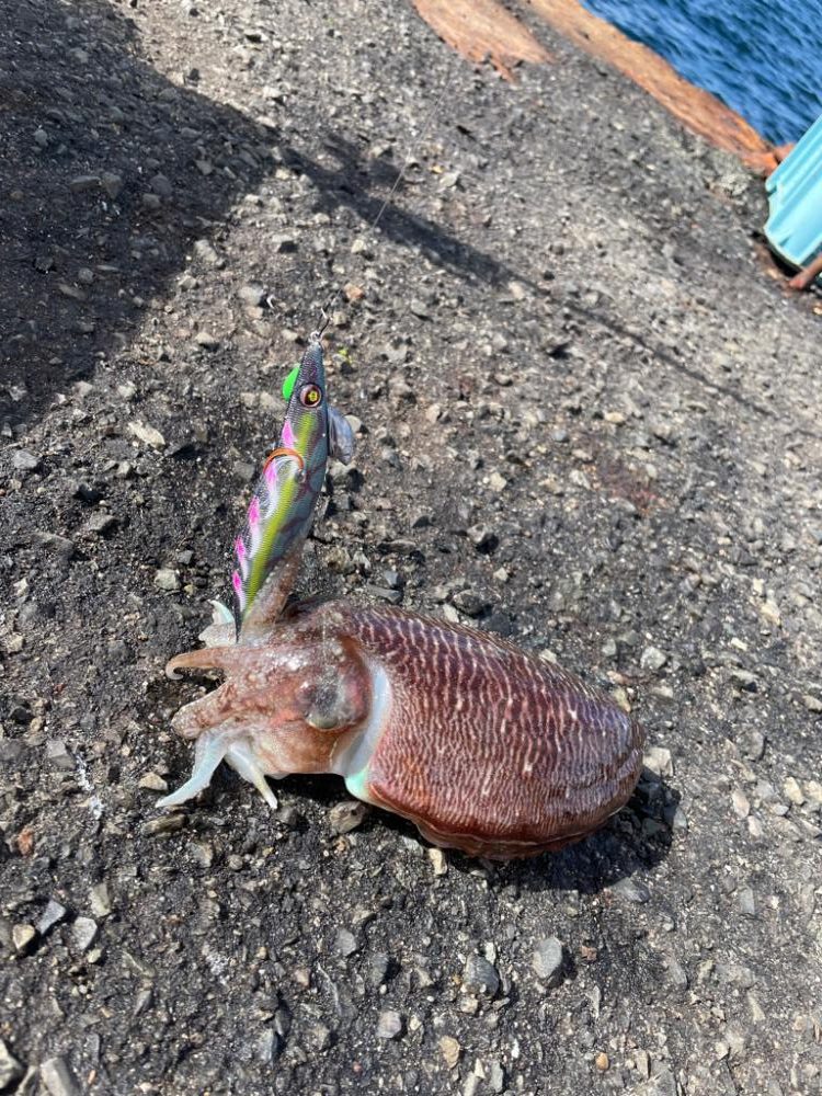 淡路島 エギング