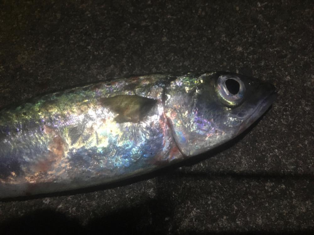 まさかの大サバ