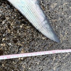 回収早巻きにビッグフィーーシュ！