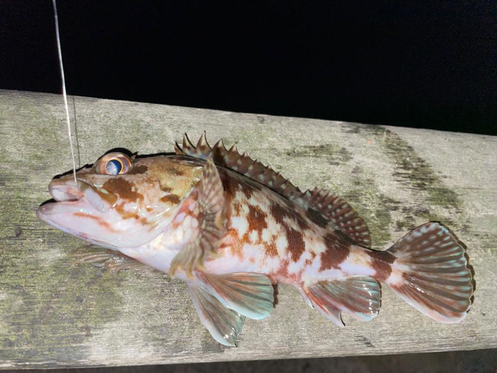 初釣り短時間釣行